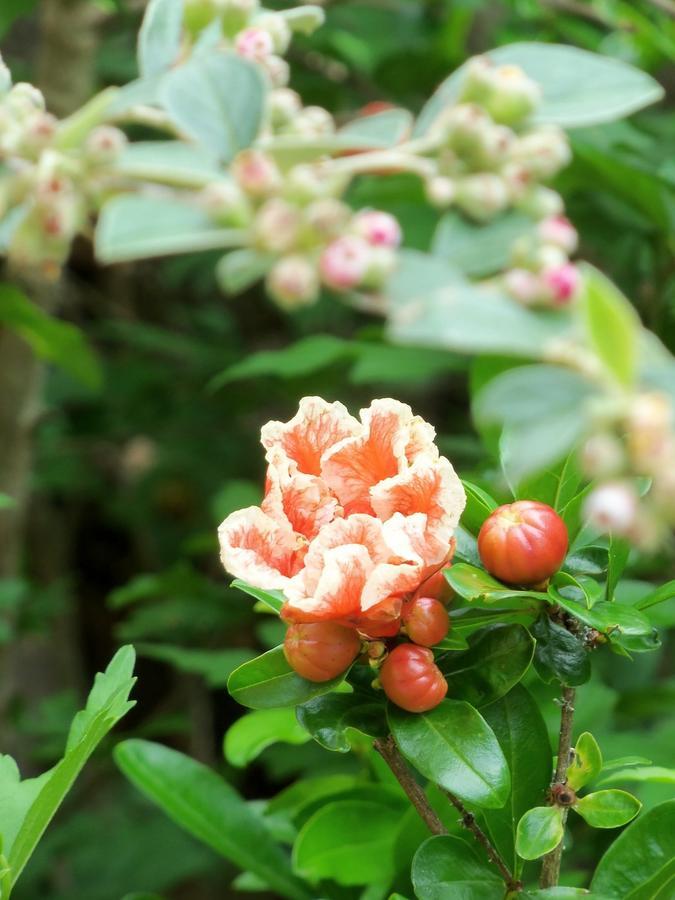 Chambres Et Jardin De Pierres Espédaillac エクステリア 写真
